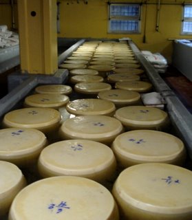 Cheese wheels in brine.JPG